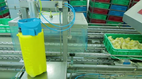 Automatic Chicks disinfection in a Factory Stock Footage 59979475