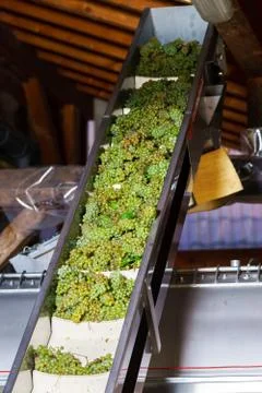Automatic conveyor for grape bunches into the press Stock Photos