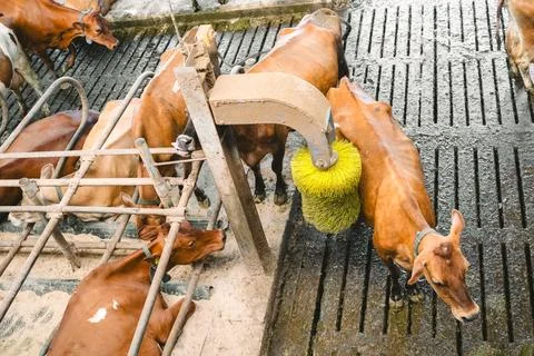 Automatic cow grooming system enhancing livestock comfort in a modern dairy.. Stock Photos