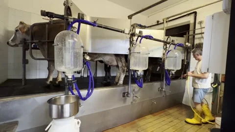 Automatic cow milking machine with man cleaning Stock Footage 280796509