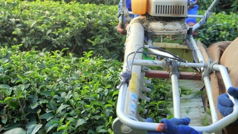 Automatic cutting tea plantation, Tea plantation harvesting fresh tea leaves. Stock Footage 154013910