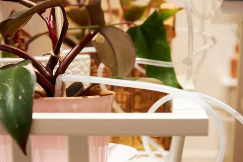 Automatic drip irrigation for indoor plants and flowers Foto stock