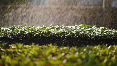Automatic drip irrigation seedlings in a greenhouse Stock Footage 129236166