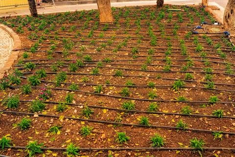 Automatic Drip Irrigation System Hoses Soil Water Saving Landscaping Fotos de archivo
