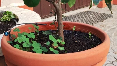 Automatic drip irrigation system for indoor plants during the holidays. House Stock Footage 246390397