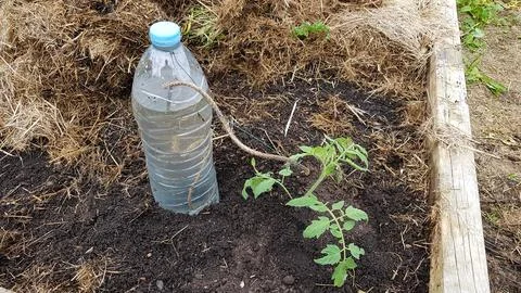 Automatic drip irrigation on tomato crop in the vegetable garden with a rec.. Stock Photos