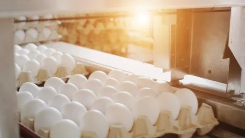 Automatic egg sorting process at the poultry farm, sunset, production Stock Photos