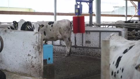 Automatic equipment for the cowshed. Robotic brush for cleaning cow skin Stock Footage 246429515