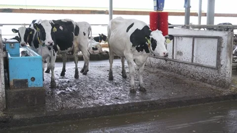 Automatic equipment for the cowshed. Robotic brush for cleaning cow skin Stock Footage 246429541
