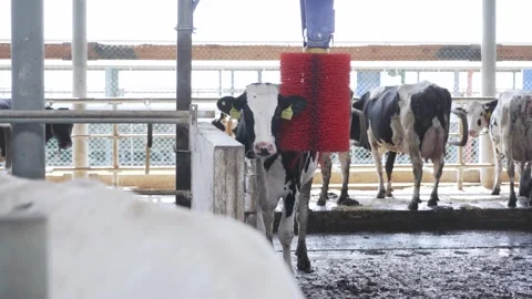 Automatic equipment for the cowshed. Robotic brush for cleaning cow skin Stock Footage 246429563