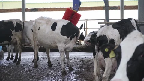Automatic equipment for the cowshed. Robotic brush for cleaning cow skin Stock Footage 246429587