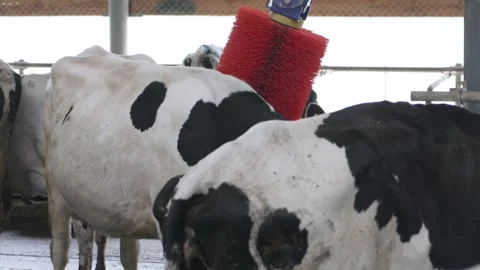 Automatic equipment for the cowshed. Robotic brush for cleaning cow skin Video stock 246429620