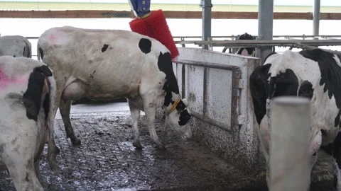 Automatic equipment for the cowshed. Robotic brush for cleaning cow skin Video stock 246429657