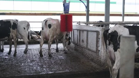 Automatic equipment for the cowshed. Robotic brush for cleaning cow skin Stock Footage 246429744