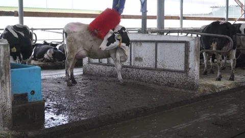 Automatic equipment for the cowshed. Robotic brush for cleaning cow skin Video stock 246429807