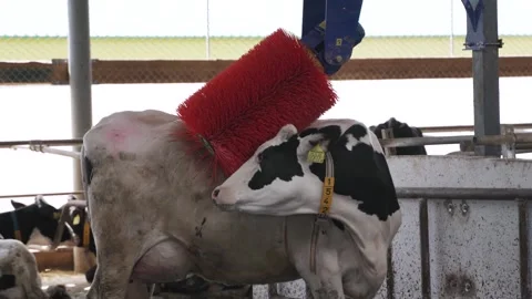 Automatic equipment for the cowshed. Robotic brush for cleaning cow skin Video stock 247318986