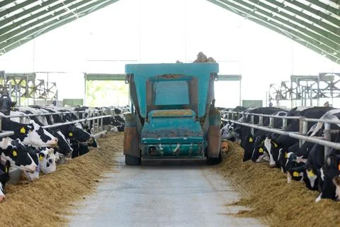 Automatic feed dispenser for cows, modern agricultural cow farm, food and animal 库存照片