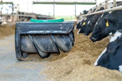 Automatic feed feeder for cows on the farm, concept of automation of the farming Foto stock