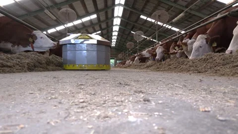 Automatic Feed Pushing Robot Operating in Dairy Cattle Barn Stock Footage 344649474
