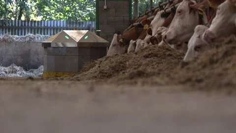 Automatic Feed Pushing Robot Working Beside Dairy Cows Stock-Footage 344649817