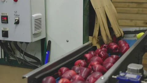 Automatic feeding of apples Stock Footage 195933999