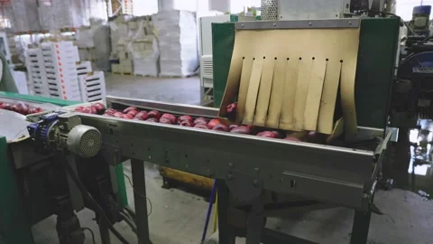 Automatic feeding of apples Stock Footage 198151283