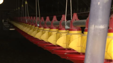 Automatic feeding of chicken feed. Video stock 165627320