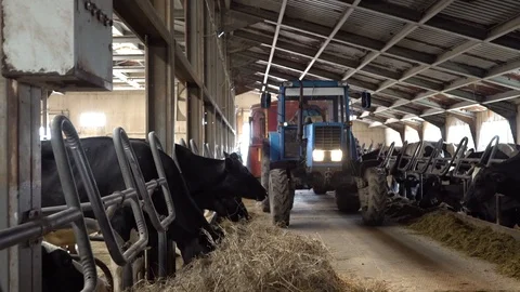Automatic feeding of cows on the farm. Milk, Cows, Dairy Farm Stock Footage 115350797