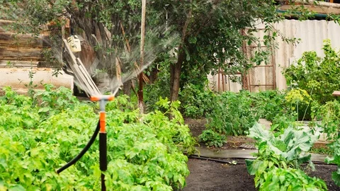 Automatic garden irrigation system. Watering vegetables on the farm. 库存影片 119386780