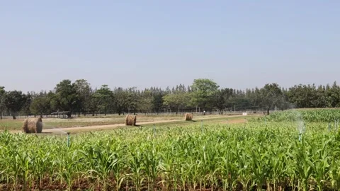 Automatic garden irrigation system watering lawn Savings of water from sprinkler Video stock 334656995