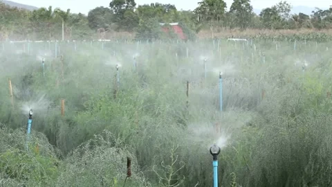 Automatic garden irrigation system watering lawn Savings of water from sprinkler Video stock 334657846