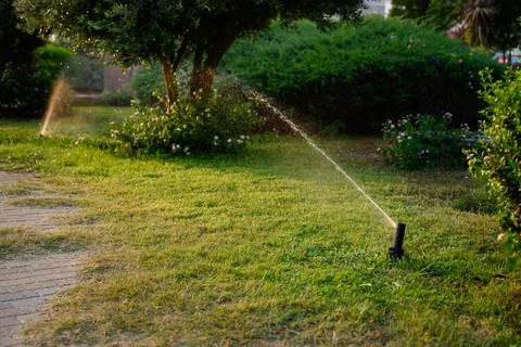 Automatic garden irrigation system watering green lawn, trees. Landscape design Stockfoto's