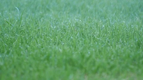 Automatic Garden Lawn sprinkler in action watering grass Video stock 71968583