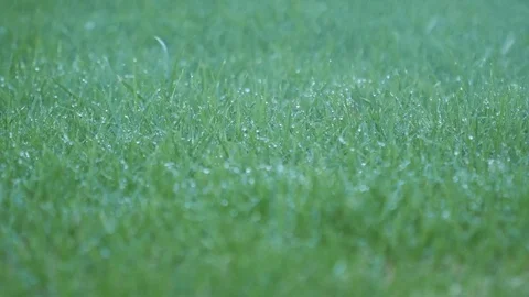 Automatic Garden Lawn sprinkler in action watering grass Stock Footage 72158960