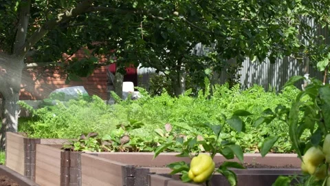 Automatic garden sprinkler watering vegetable beds Stock Footage 312100098