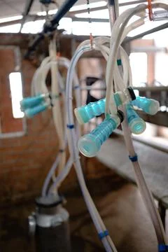 Automatic goat milking machine, automated equipment Stock Photos