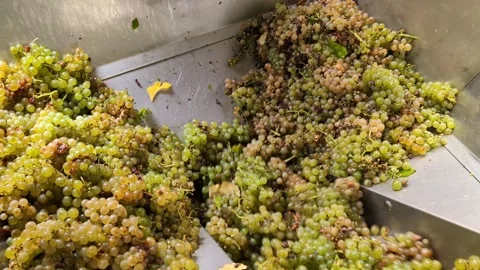 Automatic grape pressing procedure. Wine production Stock Footage 291074397
