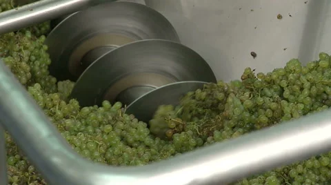 Automatic harvest of wine grapes - grinding white grapes. Stock Footage 63225519