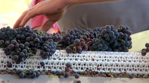 Automatic harvest of wine grapes - selection. Stock Footage 63370668