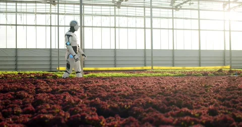 Automatic human-like robot inspecting condition of organic plants at glasshouse Stock Footage 248891859