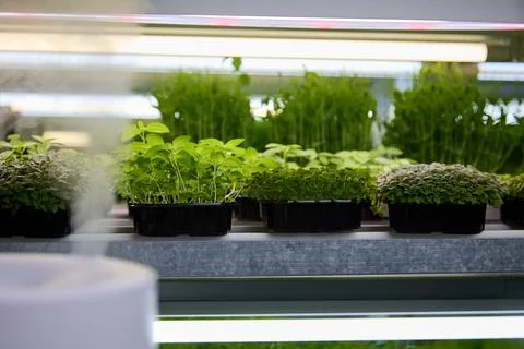 Automatic humidifier is placed on every rack shelf on the green farm Stock Photos