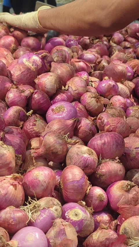 Automatic Industrial Machine Cleaning and Sorting Fresh Red Onions Video stock 335518651