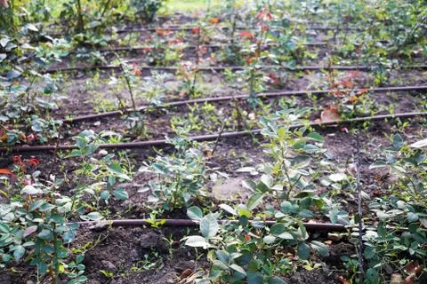 Automatic irrigation on a flower bed close up Stock Photos