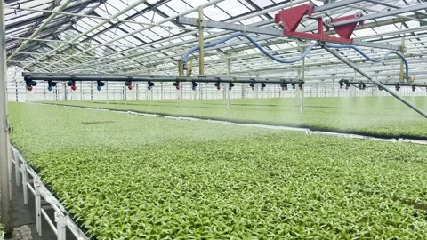 Automatic irrigation, pepper seedlings. Industrial greenhouse for growing Stock Footage 276493901