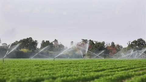Automatic irrigation sprinkler system for agriculture on green field in action Stock Footage 79638550