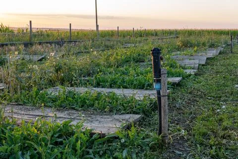 Automatic Irrigation System at Commercial Heliciculture Snail Breeding Field Fotos Stock