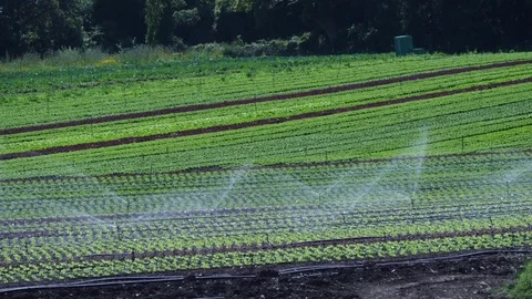 Automatic irrigation system cultivated field green lettuce in summer 4k Stock Footage