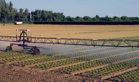 Automatic irrigation system in the field of green lettuce Stock-Fotos