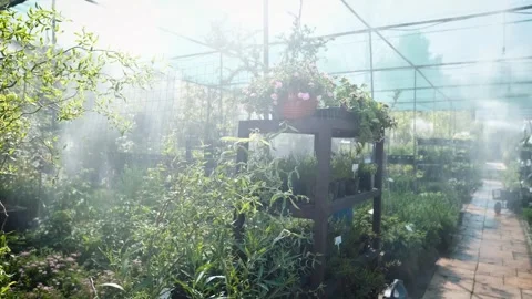 An automatic irrigation system at a garden center. Daily watering of seedlings Vídeo Stock 319287749