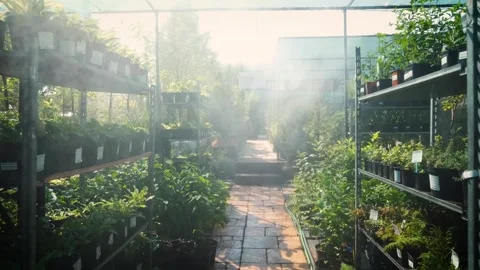 An automatic irrigation system at a garden center. Daily watering of seedlings Stock Footage 319289252